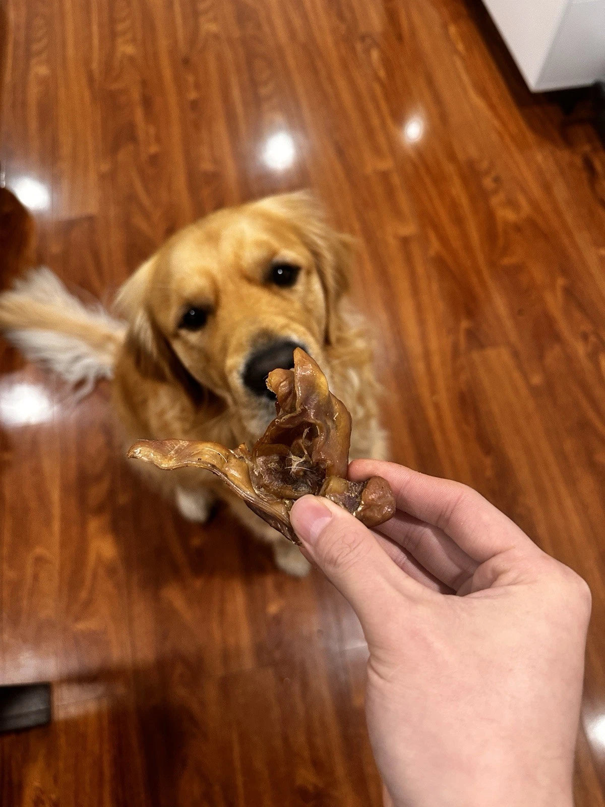 Pig Ear Strips (1kg) 100% Australian Natural Dog Treats Free Post