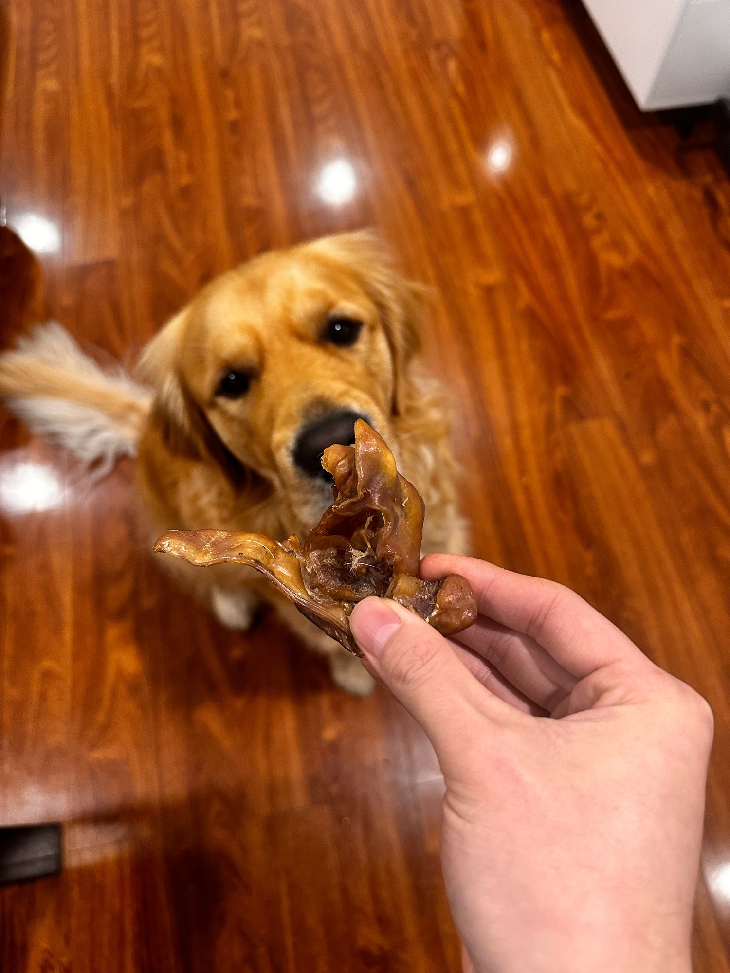 Pork