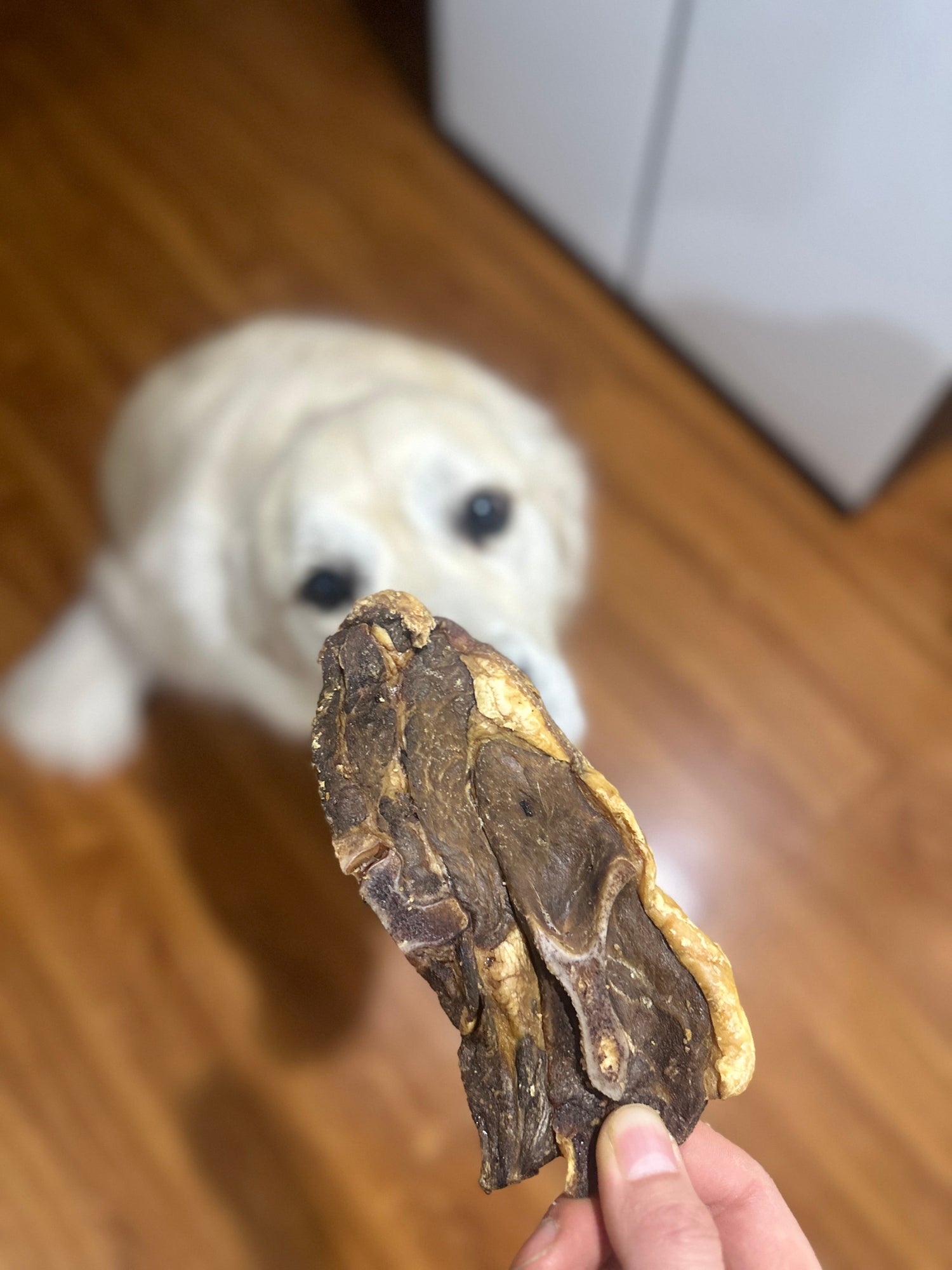 Lamb