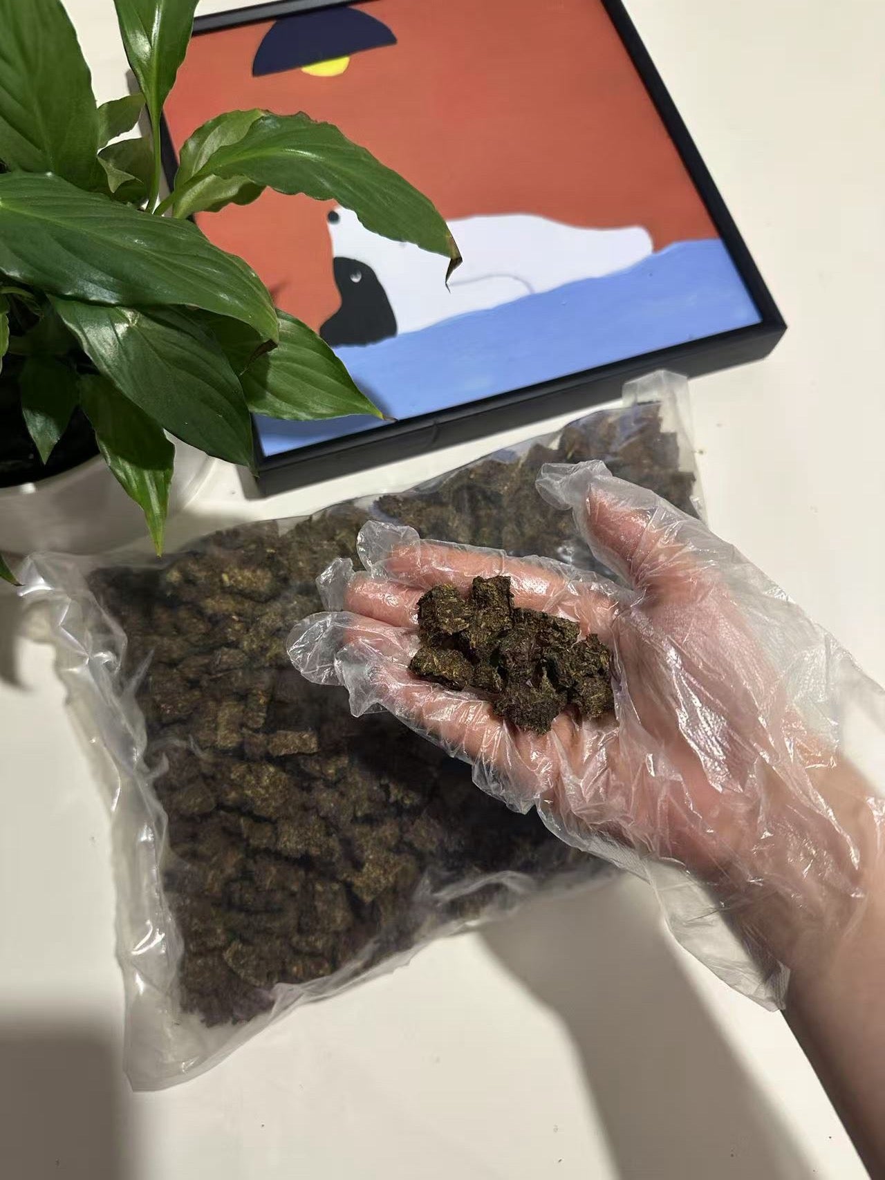 Salmon & Alfalfa Training Bites 1kg 100% Australian Natural Dog Treats Free Post